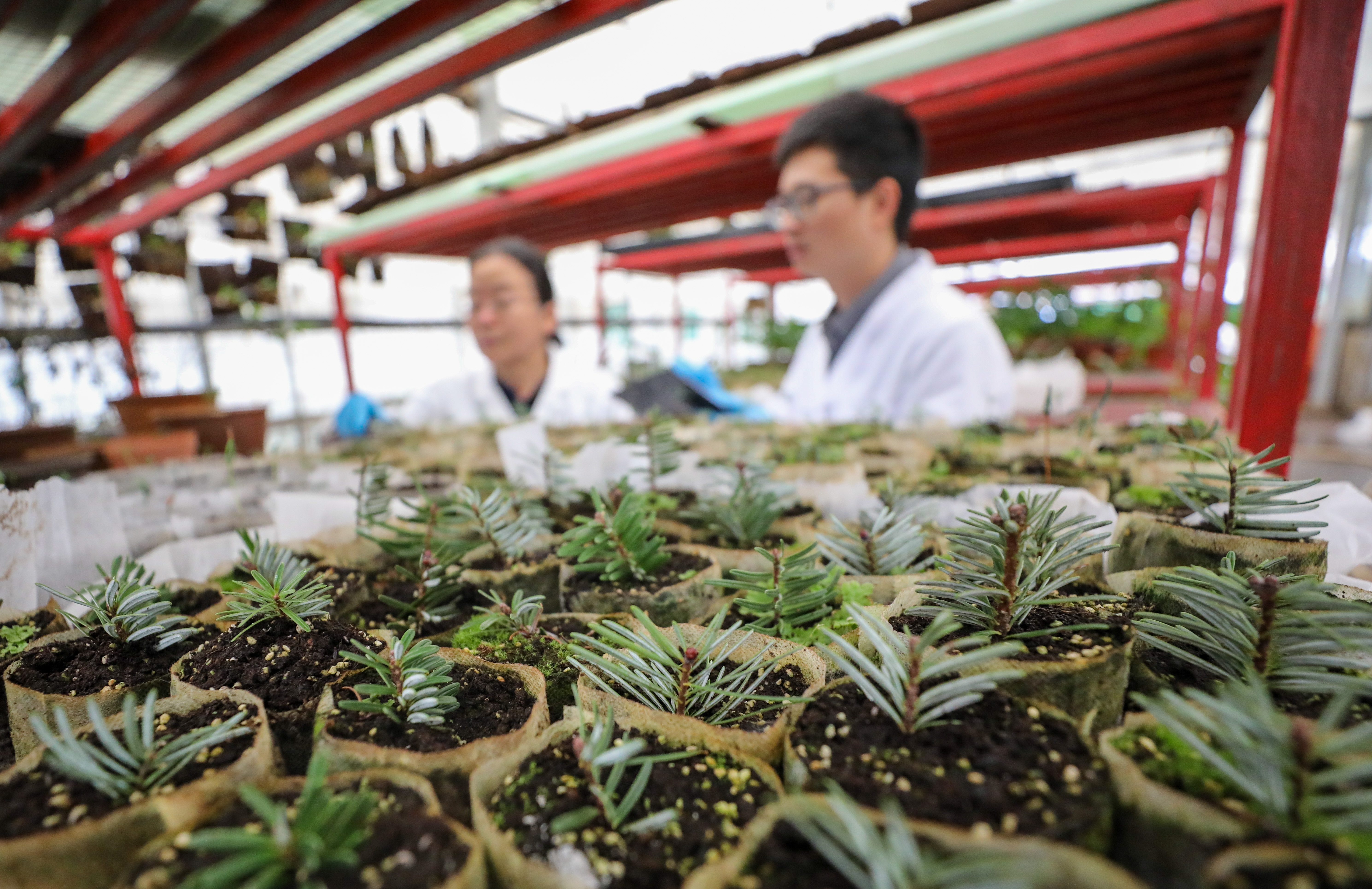 Fanjingshan fir seedlings successfully bred by botanists are seen at the Guizhou Academy of Forestry. /Photo provided to CGTN