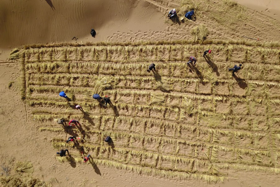 People are making straw checkerboard sand barriers in Gulang County, northwest China's Gansu Province, March 6, 2020. /Xinhua