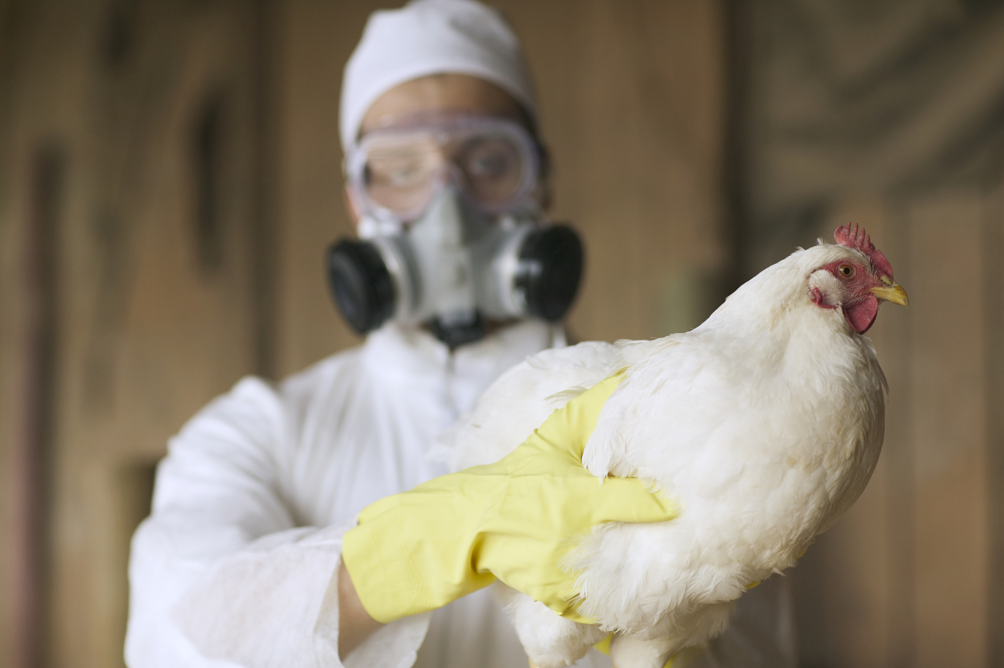 Australia is facing an unprecedented threat from three different strains of avian influenza, according to experts from the national science agency. /CFP