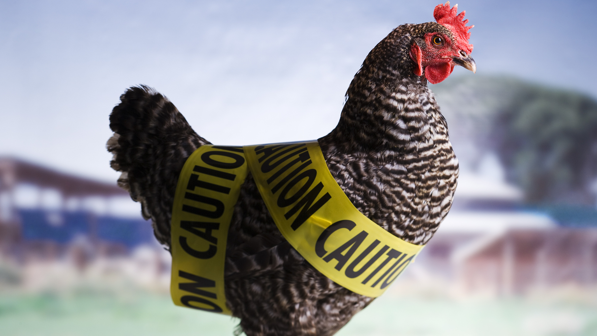 The outbreaks of avian influenza in Australian have prompte the culling of over 500,000 chickens so far. /CFP