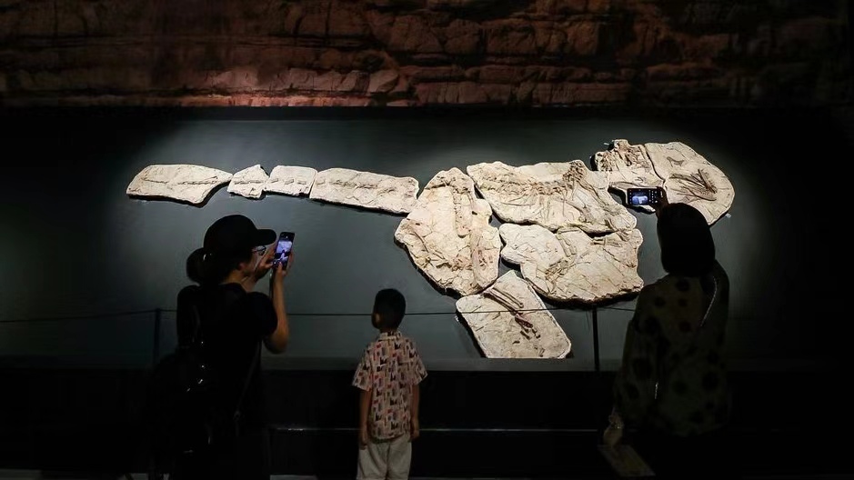 Visitors admire ancient fossils at the 