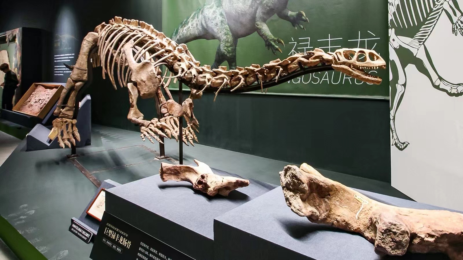 Ancient fossils are seen on display at the 