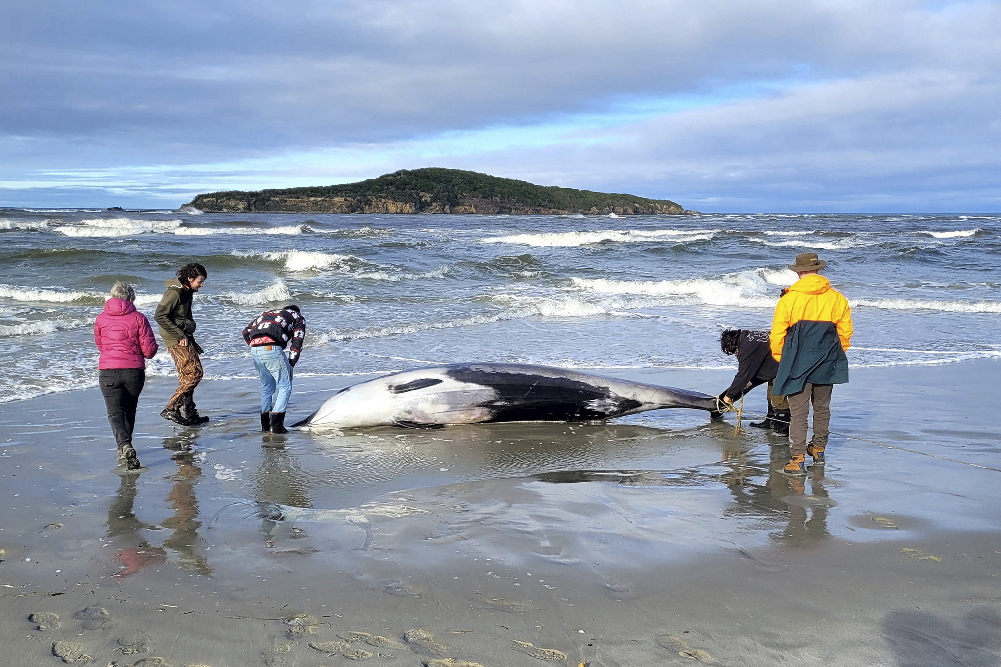 Rangers inspect what is believed to be a rare spade-toothed whale after it was found washed ashore on a beach in Otago, New Zealand, July 5, 2024./ CFP 