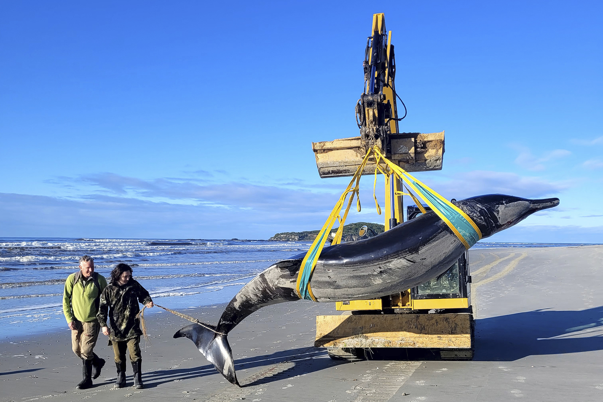 Rangers walk alongside what is believed to be a rare spade-toothed whale as its body is suspended by a crane on a beach in Otago, New Zealand, July 5, 2024. /CFP