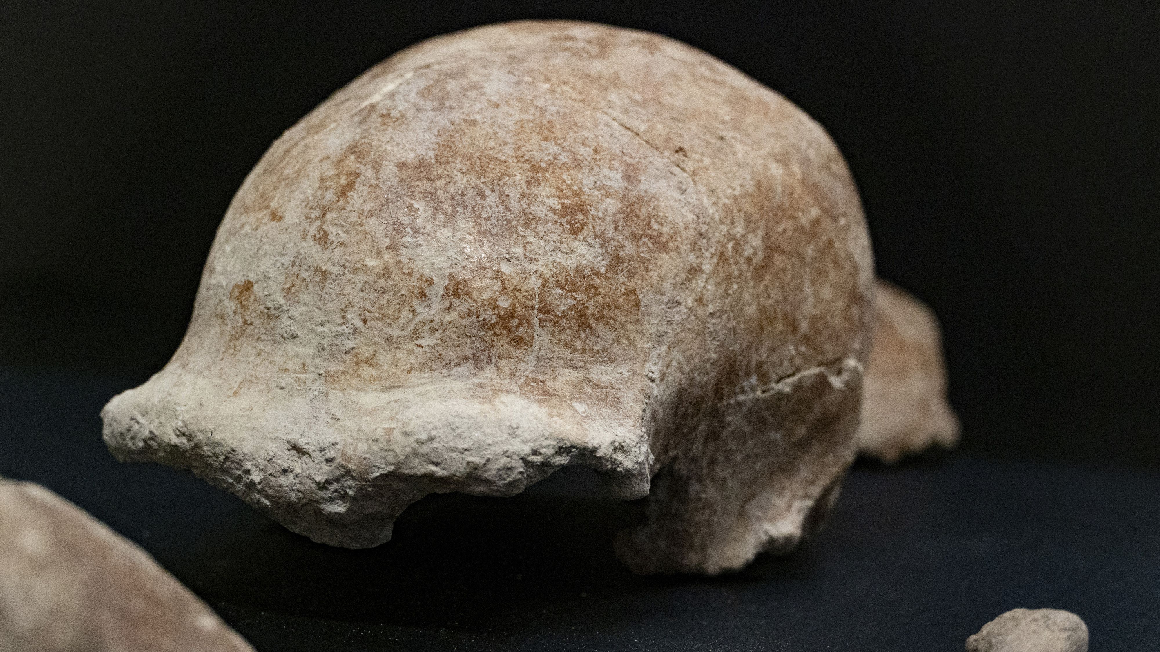 Fossil of Neanderthal discovered in a cave near Rome, Italy, May 8, 2021. /CFP
