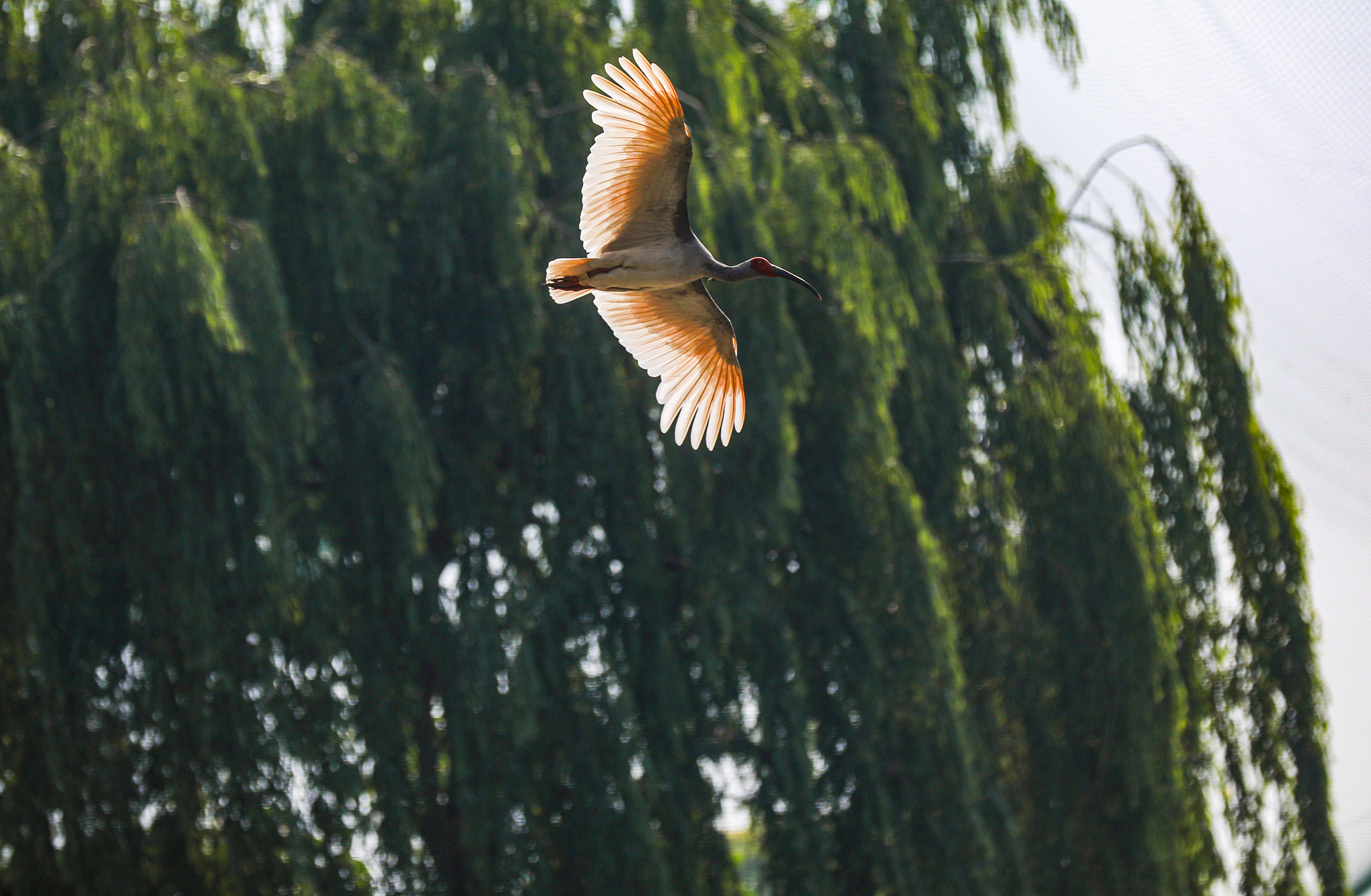 A flying crested ibis in Yangxian County, northwest China's Shaanxi Province, May 17, 2024. /CFP