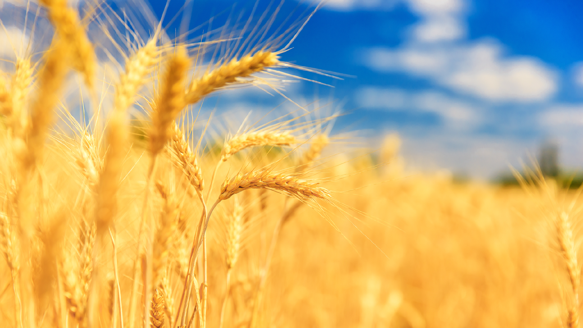 Chinese researchers discover new gene boosting wheat yields