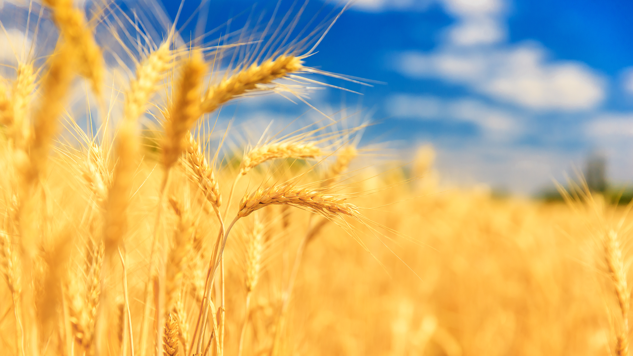 Chinese researchers have decoded a novel salt-tolerance gene in wheat, resulting in yield increases of 5 to 9 percent in experimental varieties grown in saline-alkali soils. /CFP