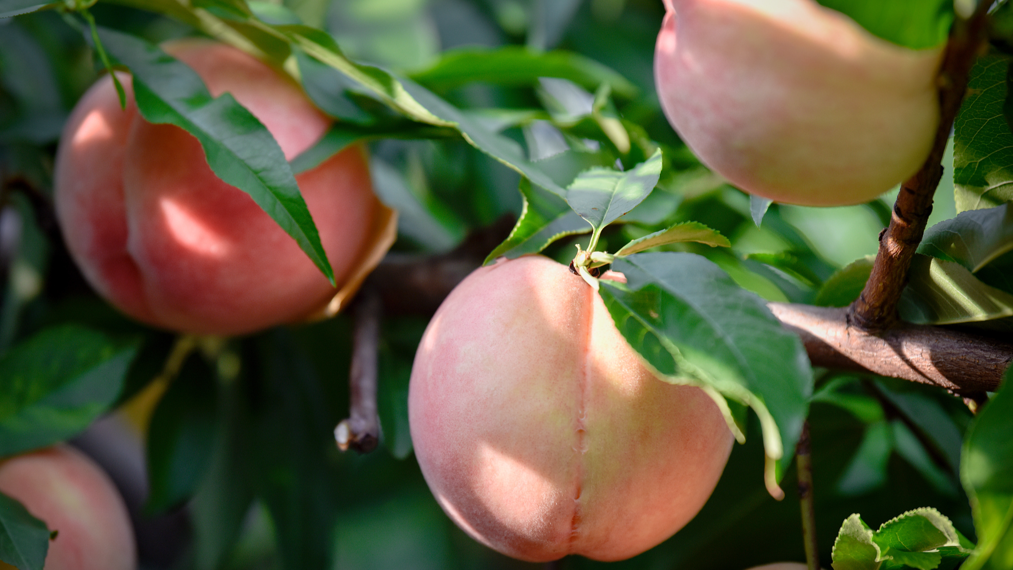 Explore Wuxi: Celebrate summer with Yangshan honey peaches