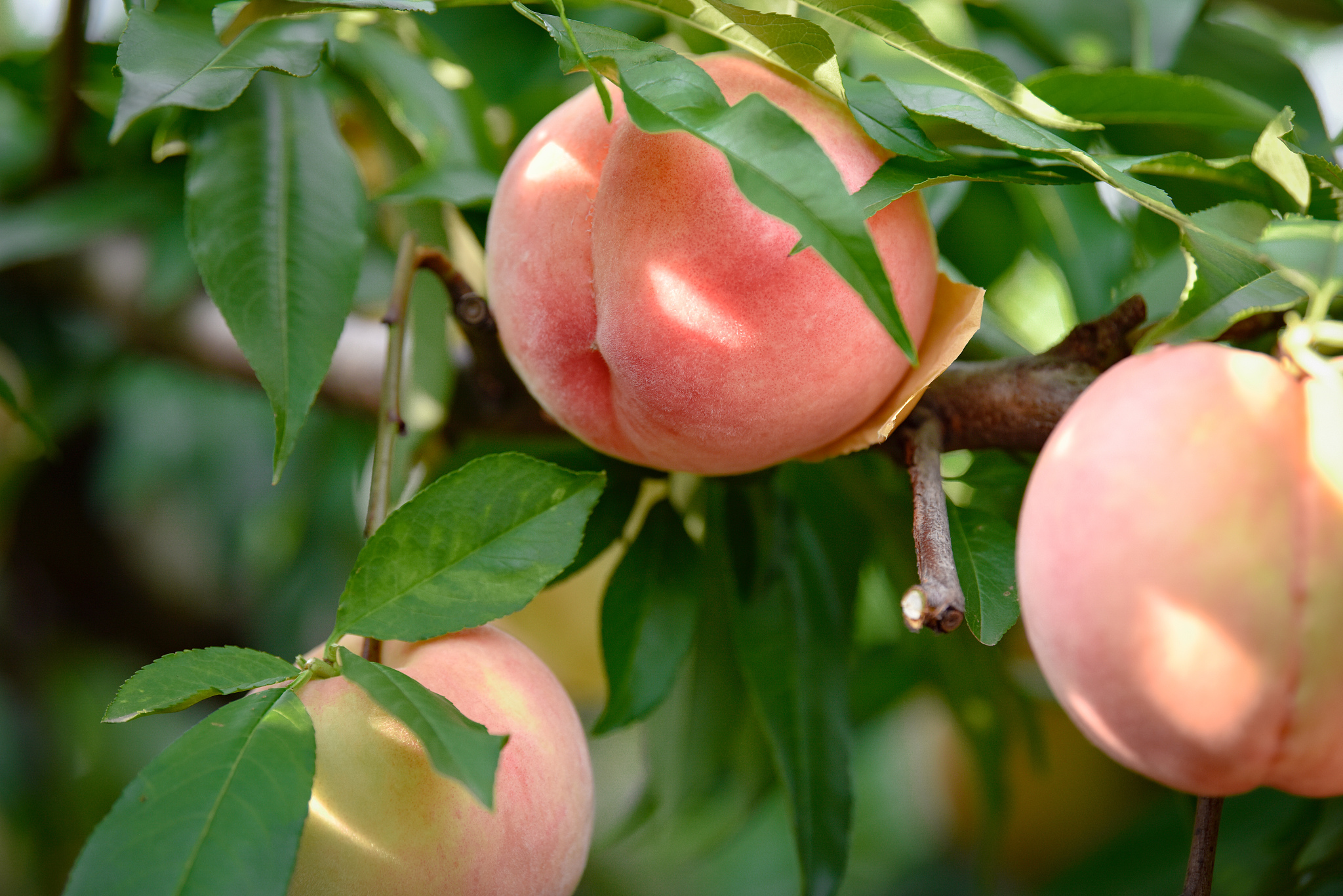 Explore Wuxi: Celebrate summer with Yangshan honey peaches
