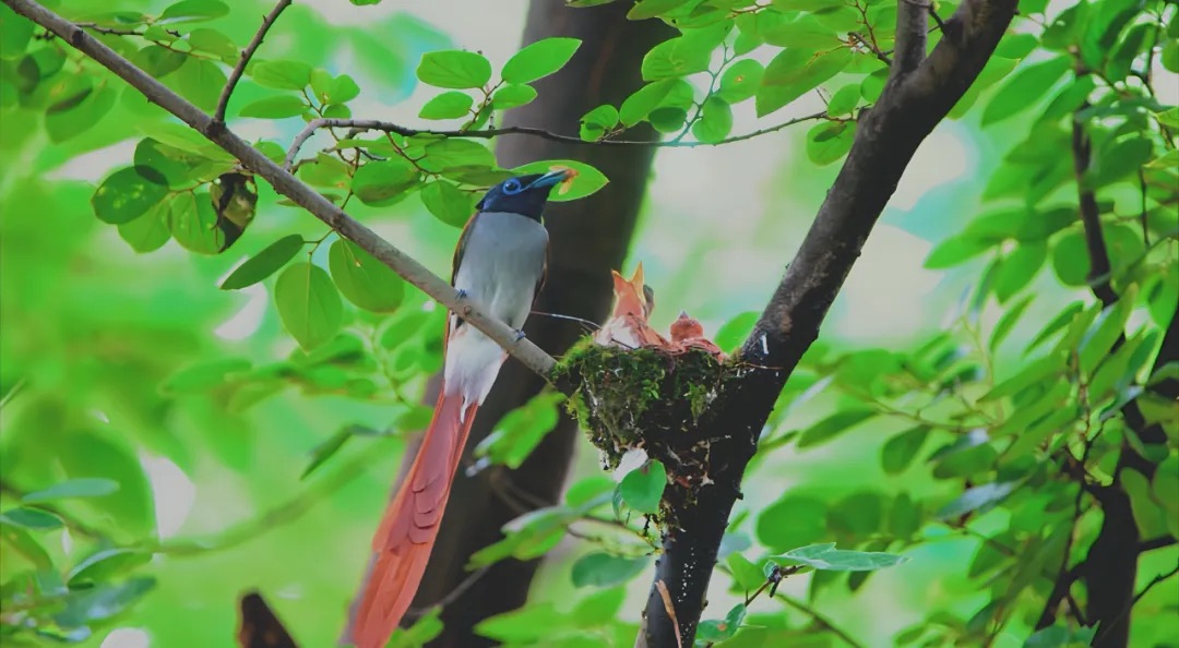An undated photo shows a paradise flycatcher family sighted in Taihu Yuantouzhu Scenic Area in Wuxi, Jiangsu. /Photo provided to CGTN