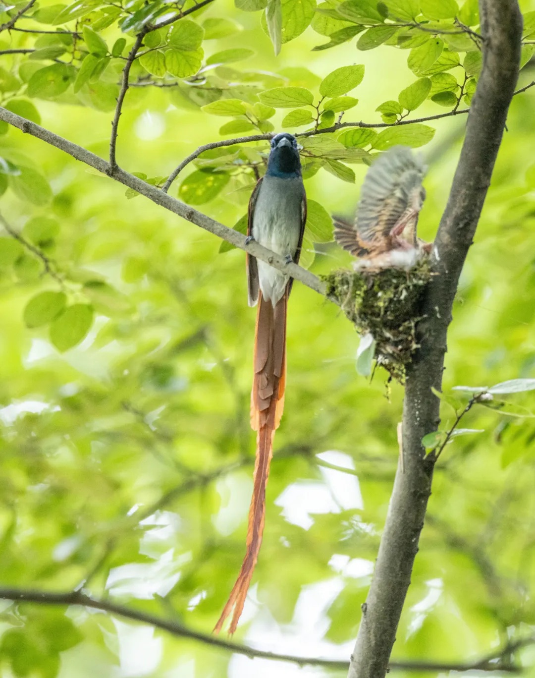 An undated photo shows a paradise flycatcher family sighted in Taihu Yuantouzhu Scenic Area in Wuxi, Jiangsu. /Photo provided to CGTN