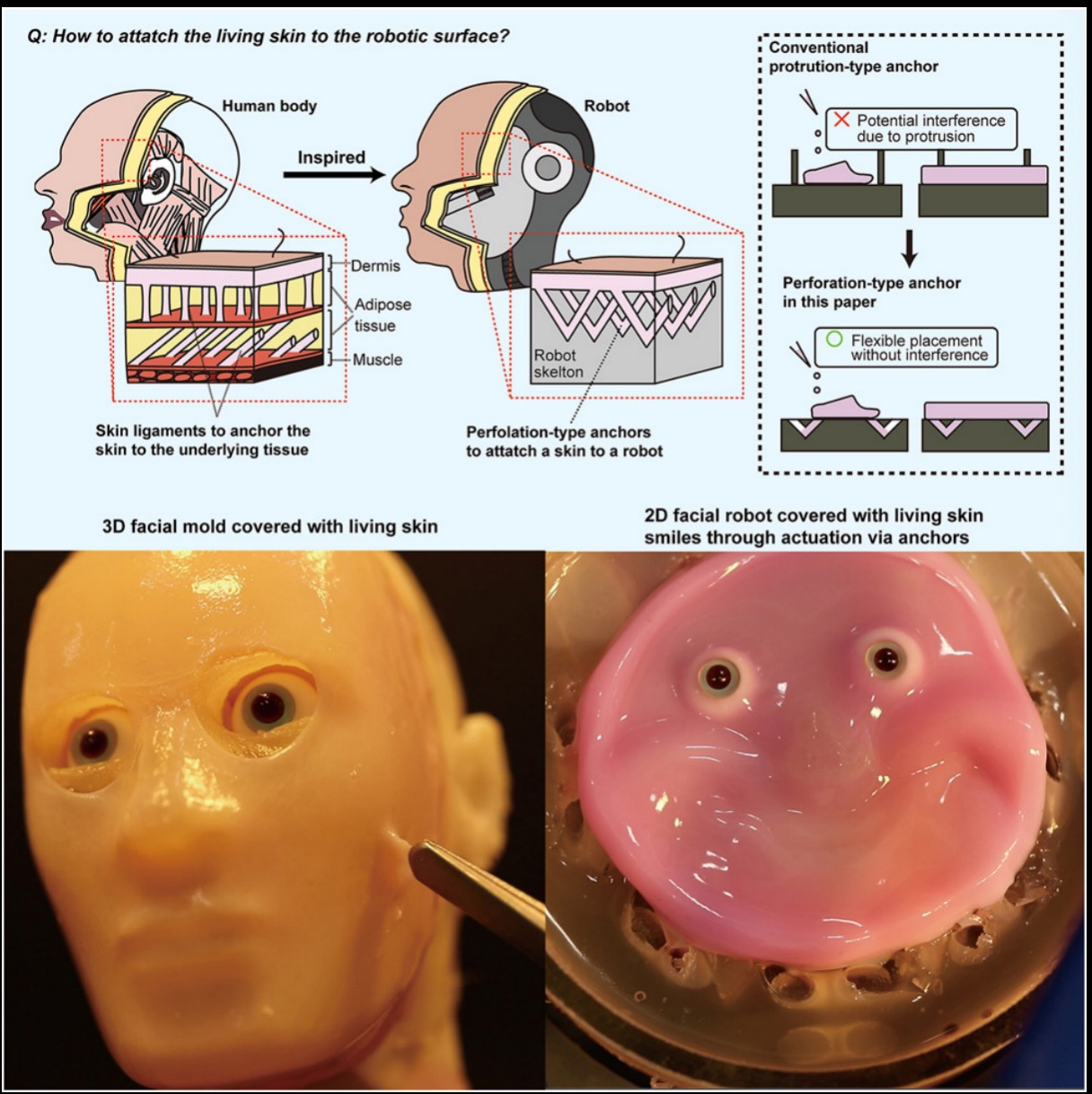 A screenshot of an illustration, from the study published by Cell Reports Physical Science, shows how to attach the living skin to the robotic surface. 
