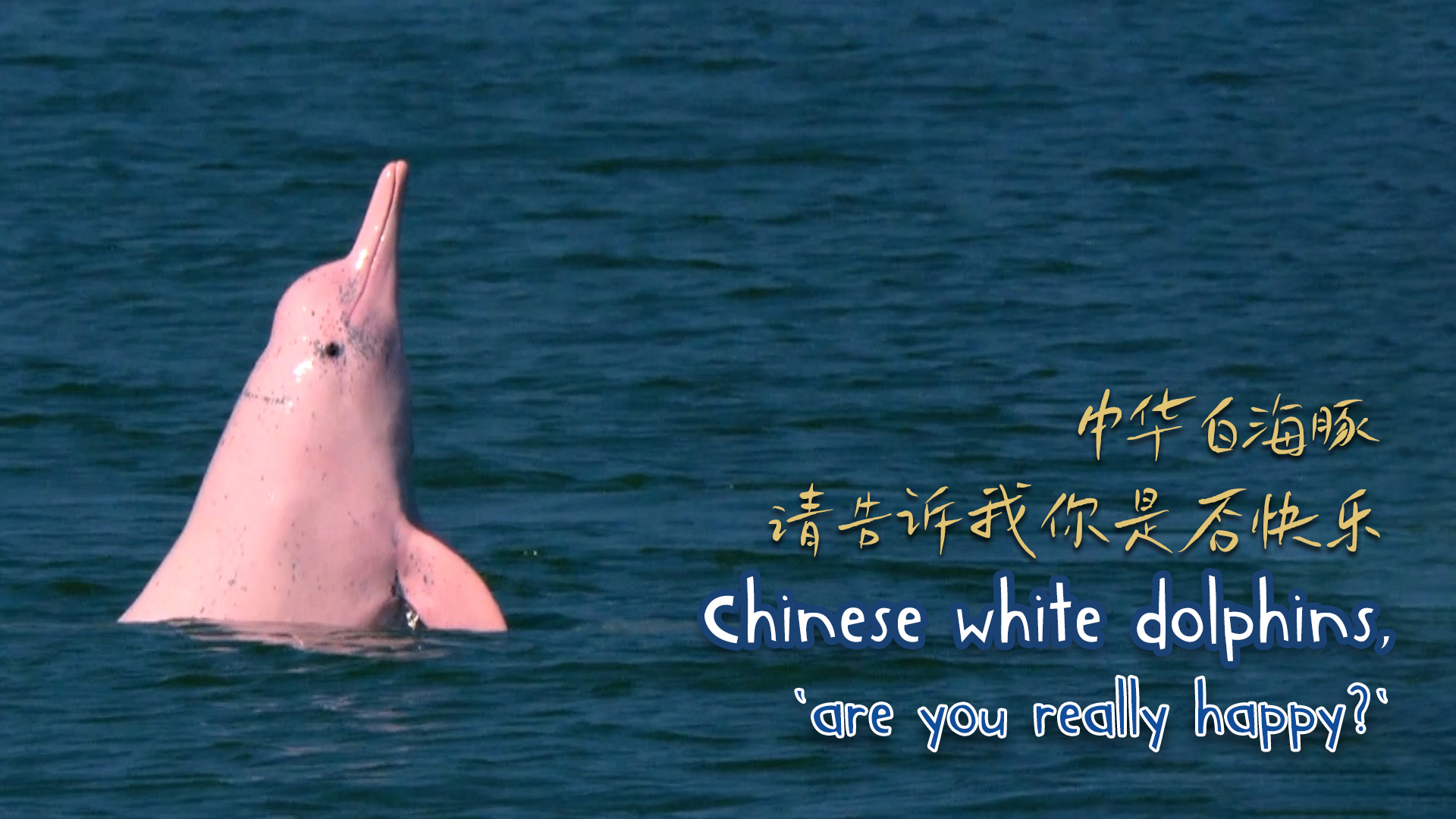 Chinese white dolphins, 'are you really happy?'