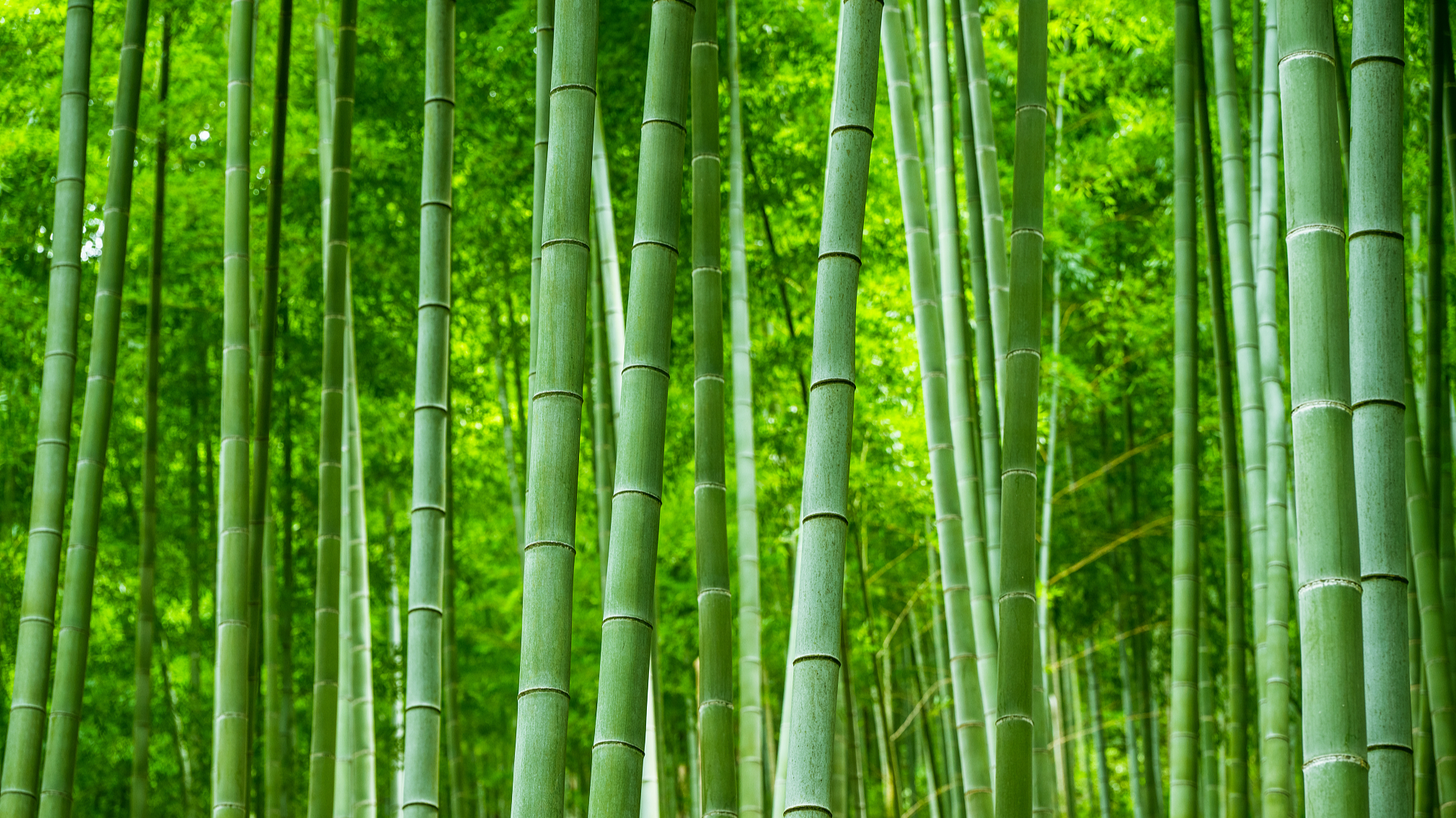 Explore Wuxi: Dive into the serenity of Yixing Bamboo Forest