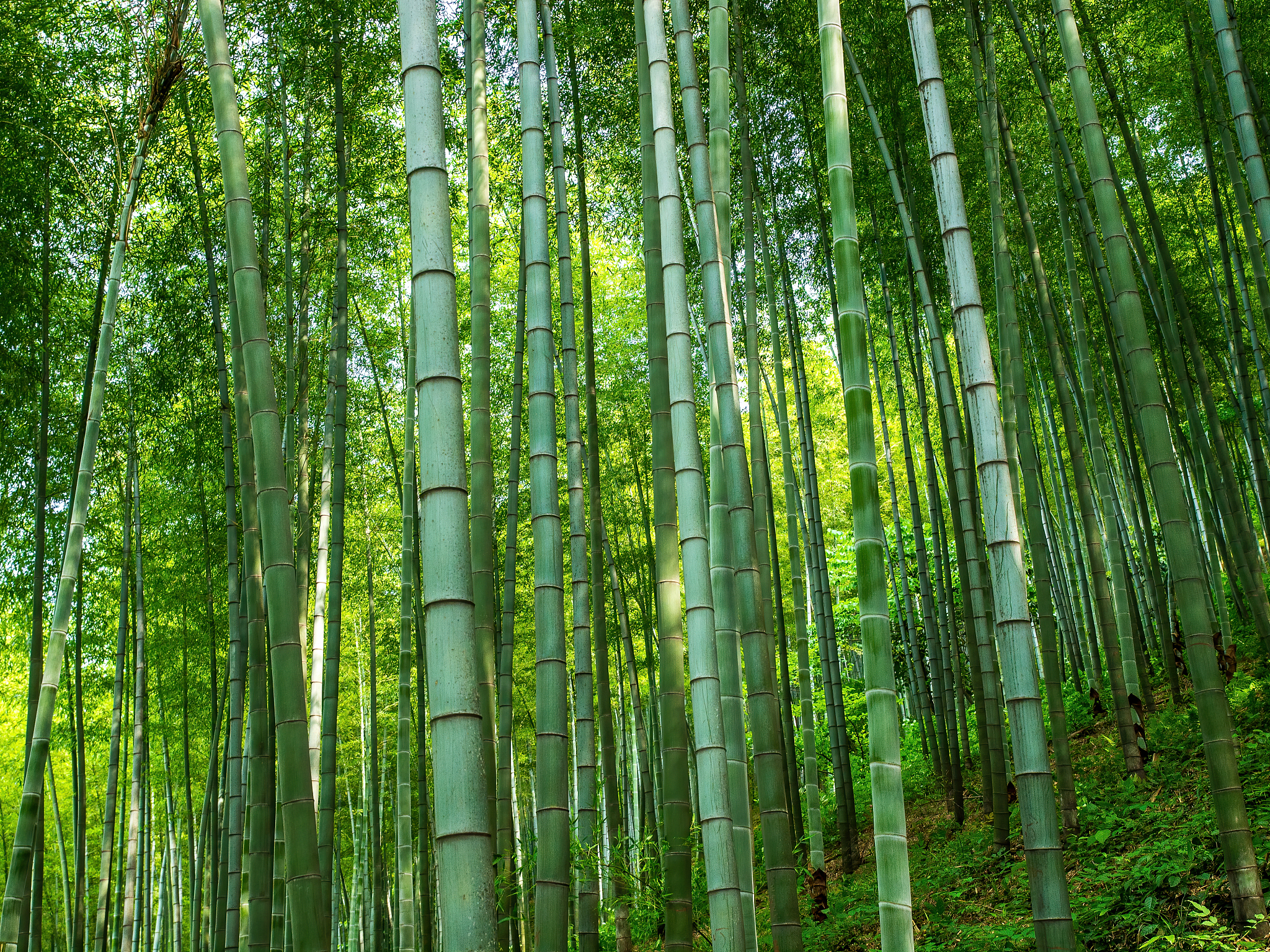 Explore Wuxi: Dive into the serenity of Yixing Bamboo Forest
