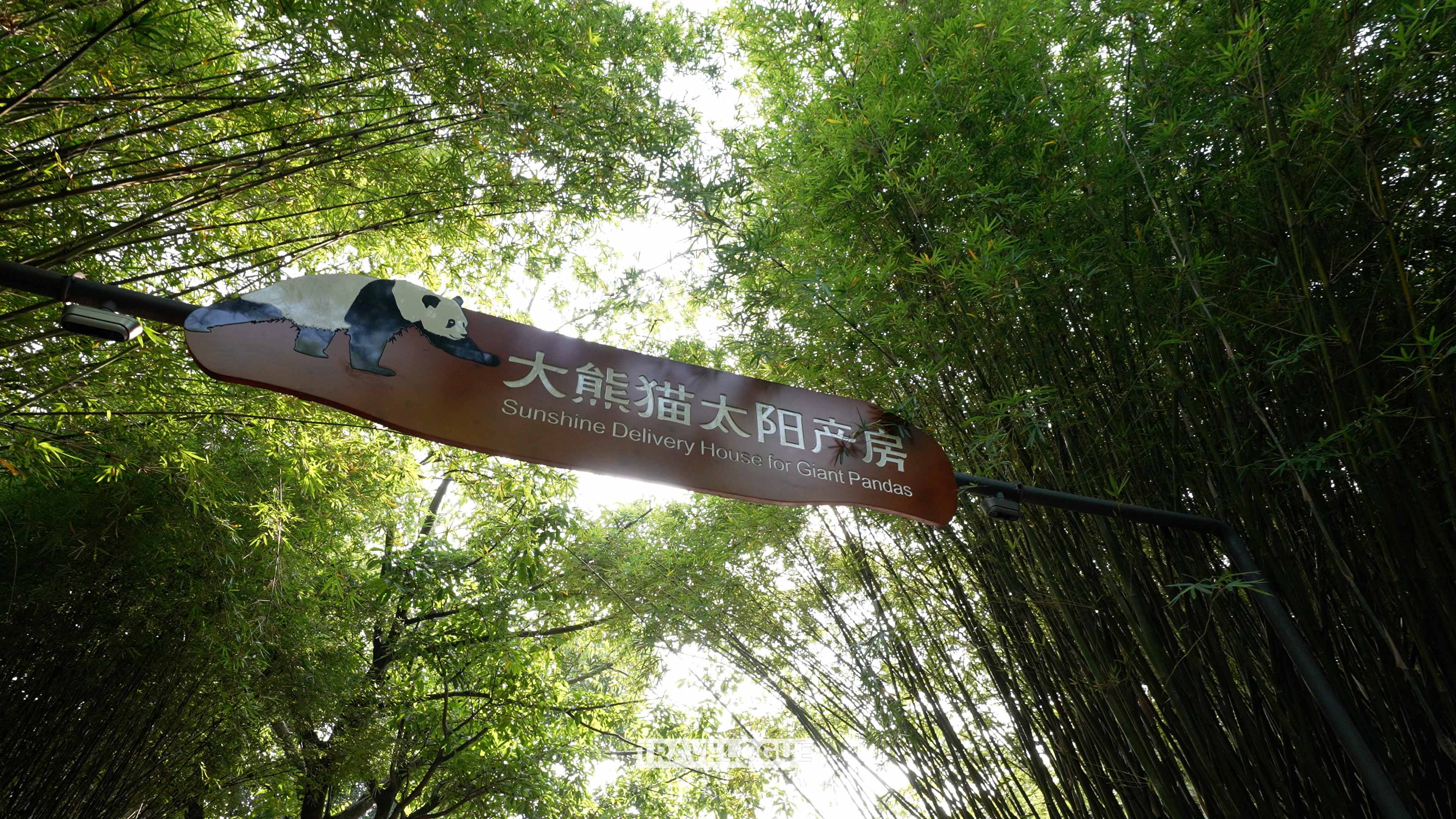 A photo shows the route to Chengdu Panda Base. /CGTN