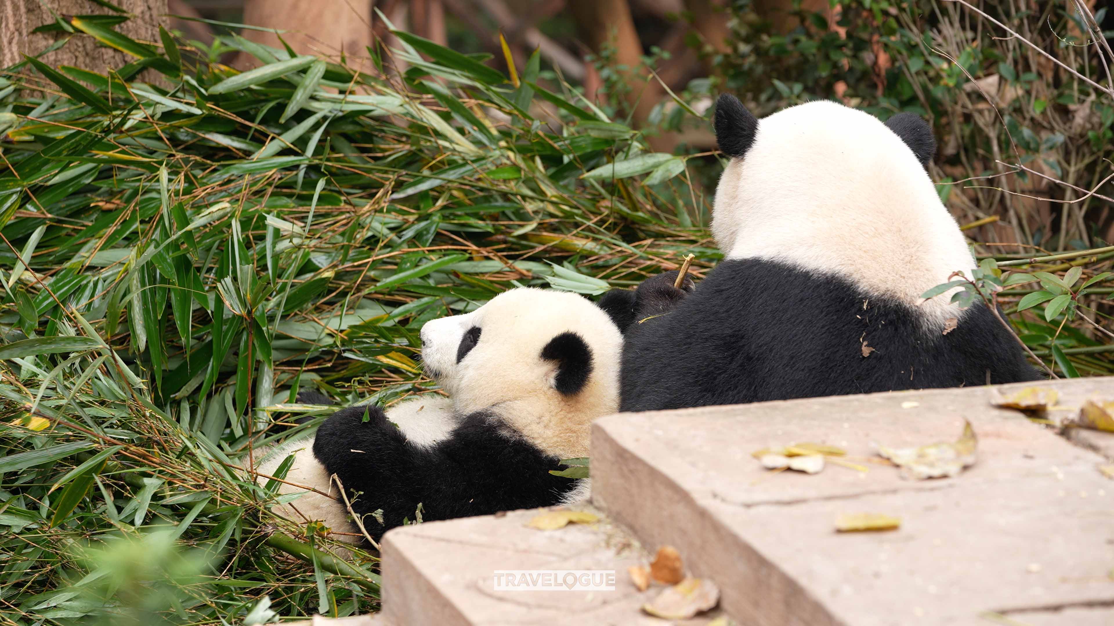 Two panda residents of the Chengdu Panda Base /CGTN