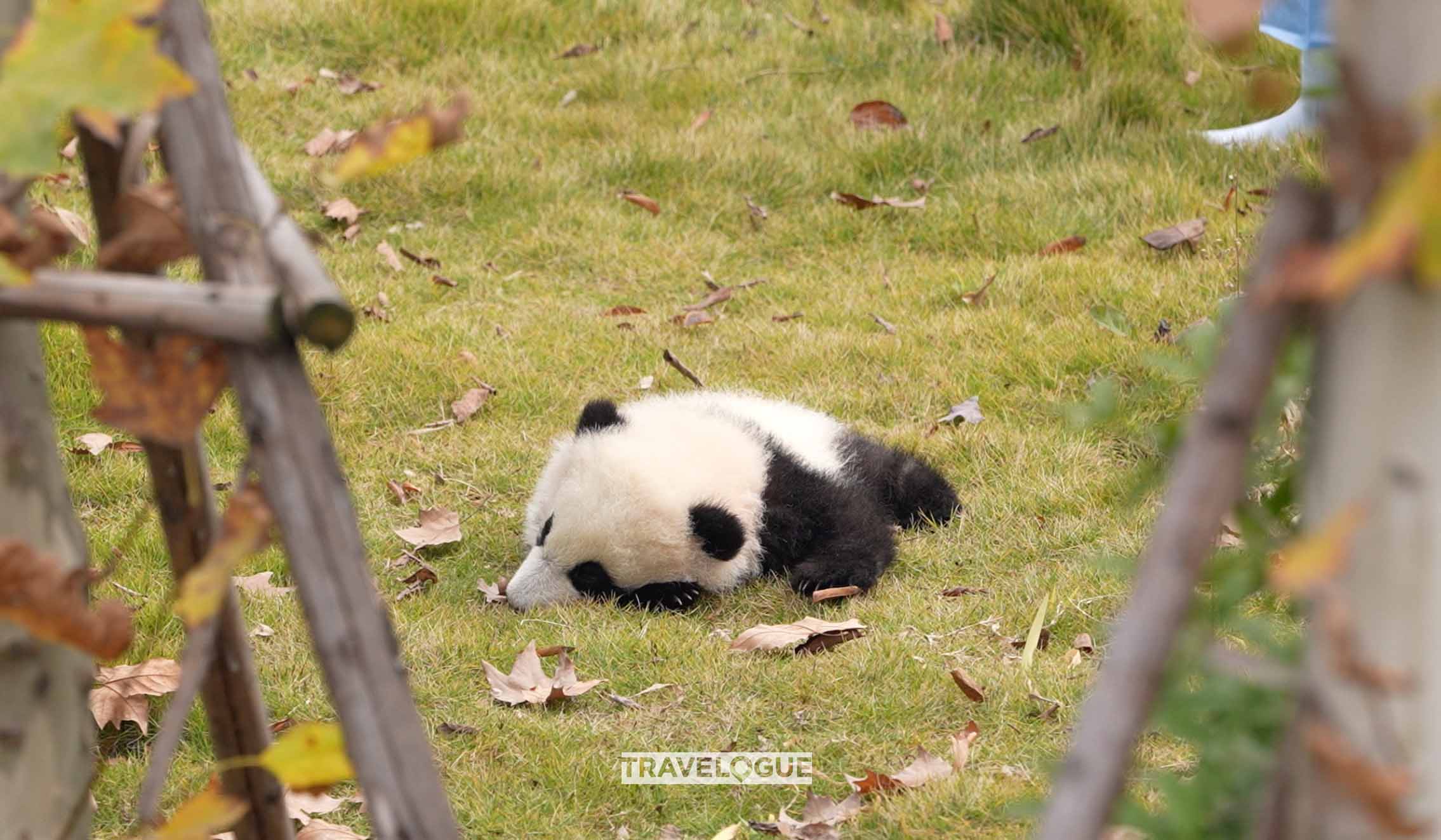 A giant panda is seen at the Chengdu Panda Base. /CGTN