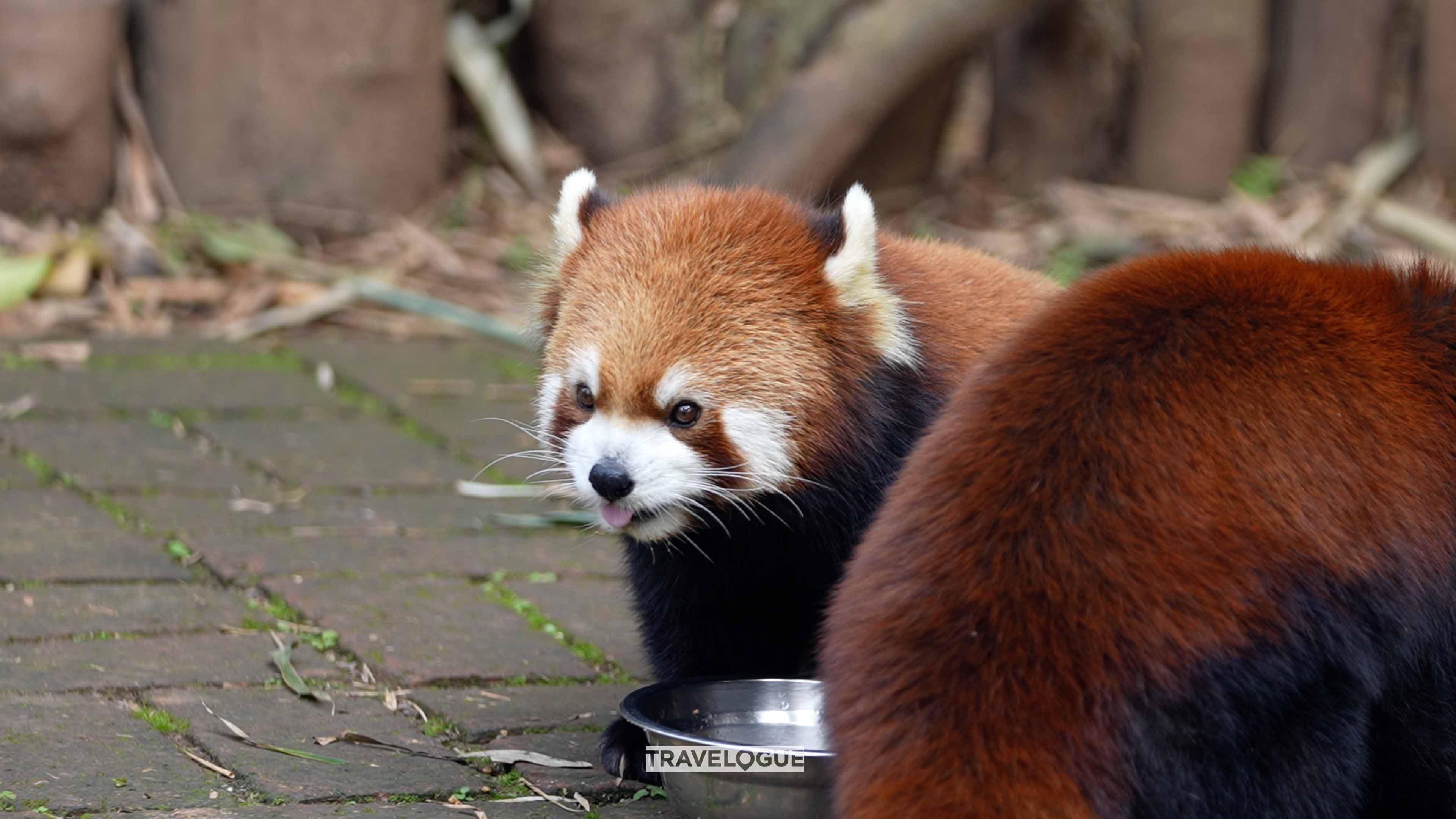 As well as the giant pandas, red pandas also live in the Chengdu Panda Base. /CGTN