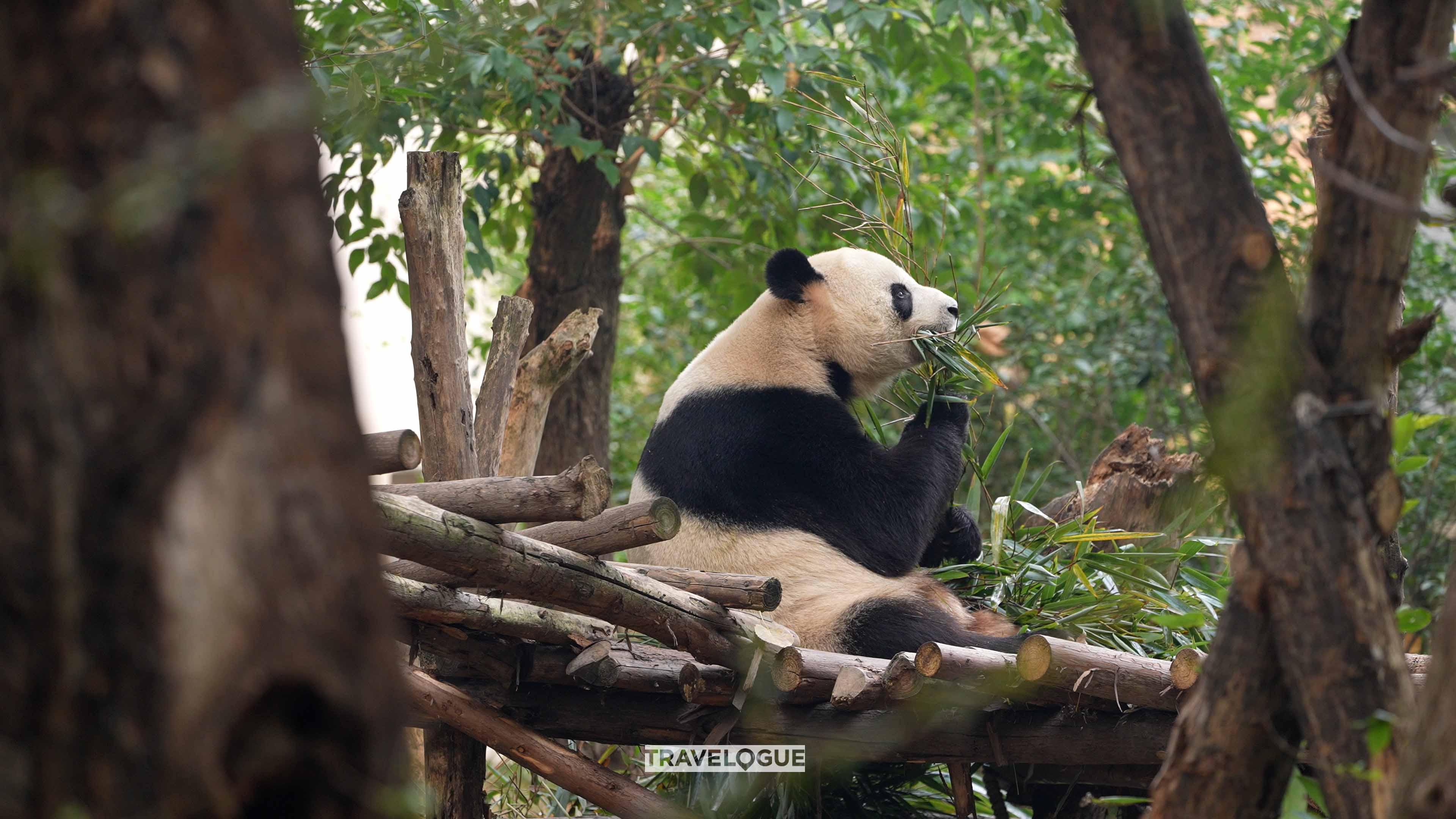 A giant panda is seen at the Chengdu Panda Base. /CGTN