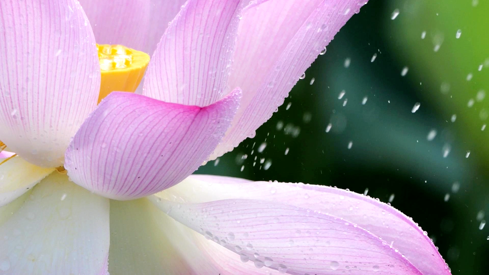 A lotus exhibition, being held until August 31, 2024, offers visitors opportunities for flower appreciation in Wuxi, Jiangsu Province. /Photo provided to CGTN