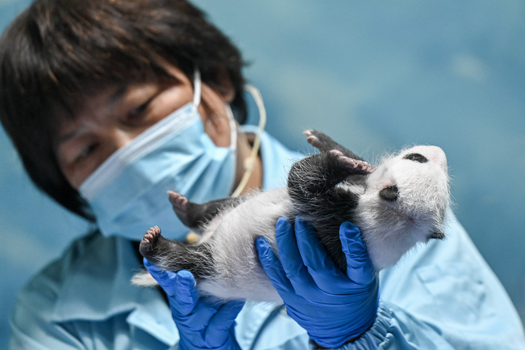 The one-month-old female panda cub, born to Meng Meng, the eldest of the world's only giant panda triplets, showcases her distinct black-and-white coat at Chimelong Safari Park in Guangzhou, south China's Guangdong Province, on July 18, 2024. /CFP