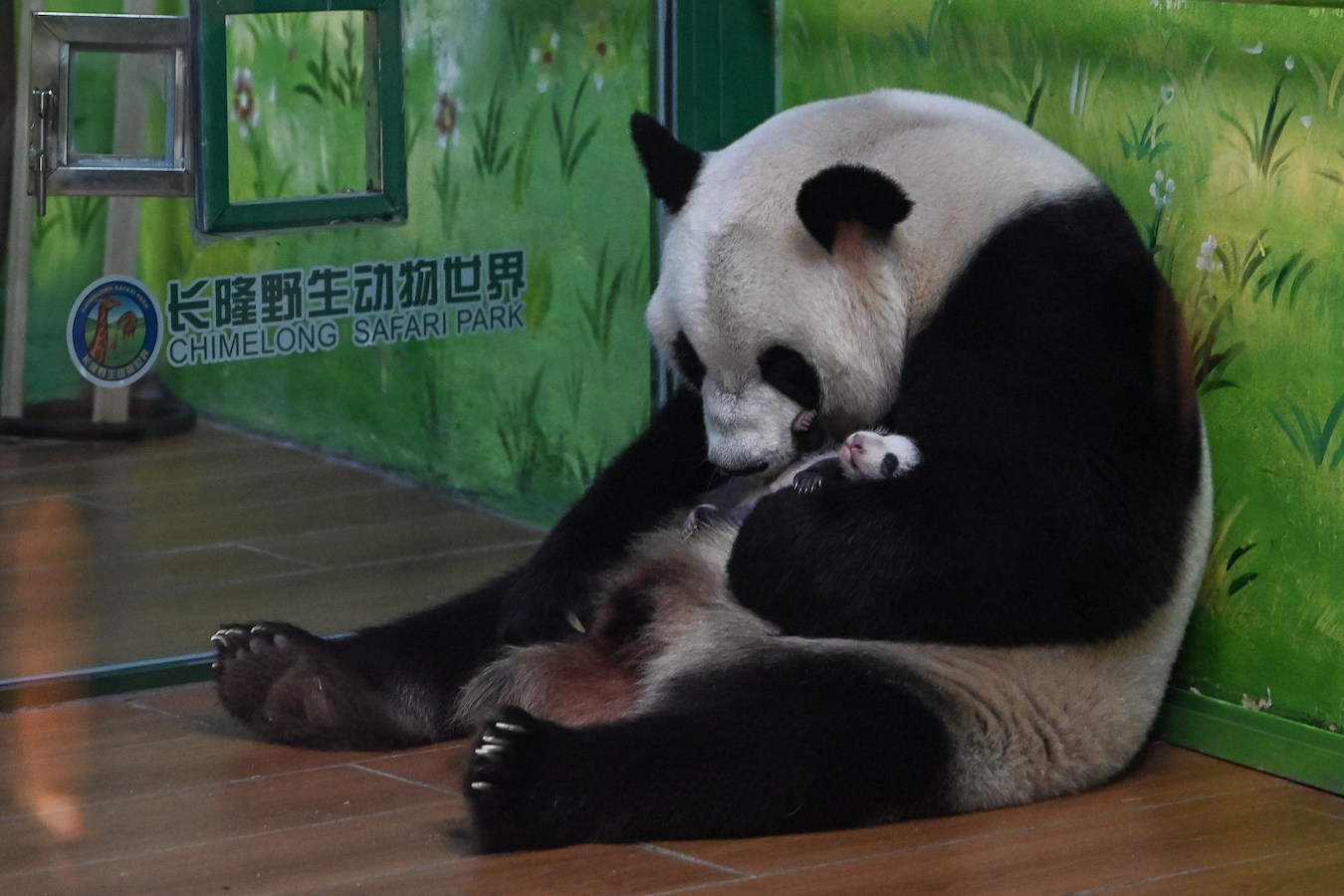 Giant panda Meng Meng cuddles her cub at Chimelong Safari Park in Guangzhou City, Guangdong Province, south China, July 18, 2024. /CFP
