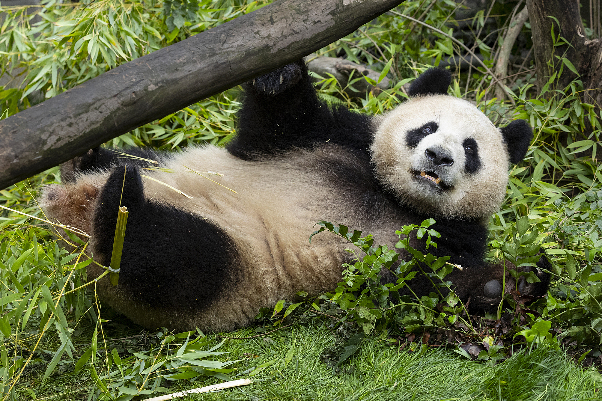Giant panda Xin Bao, a nearly four-year-old female, is seen at her new home at the San Diego Zoo in San Diego, California, the U.S., July 3, 2024. /San Diego Zoo Wildlife Alliance