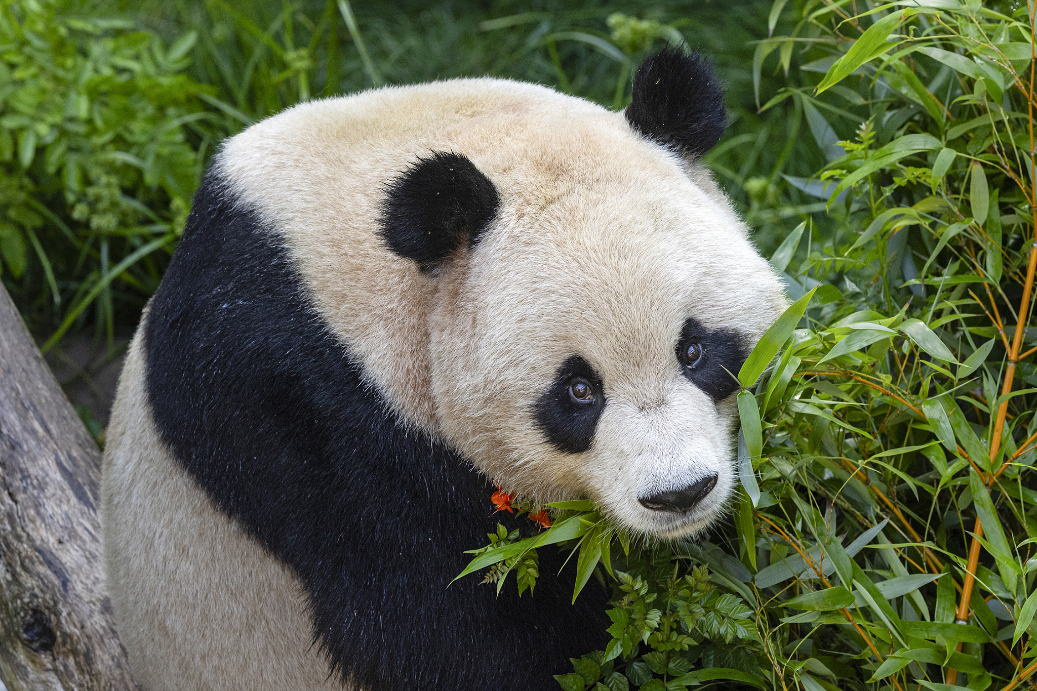 Giant panda Yun Chuan, a nearly five-year-old male panda, is seen at his new home at the San Diego Zoo in San Diego, California, the U.S., July 3, 2024. /San Diego Zoo Wildlife Alliance