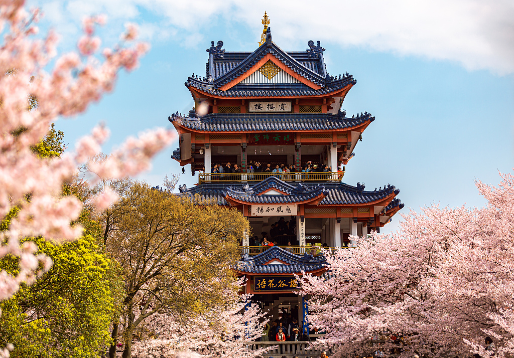 Cherry blossoms blooming in spring, Wuxi, Jiangsu Province, China. /CFP