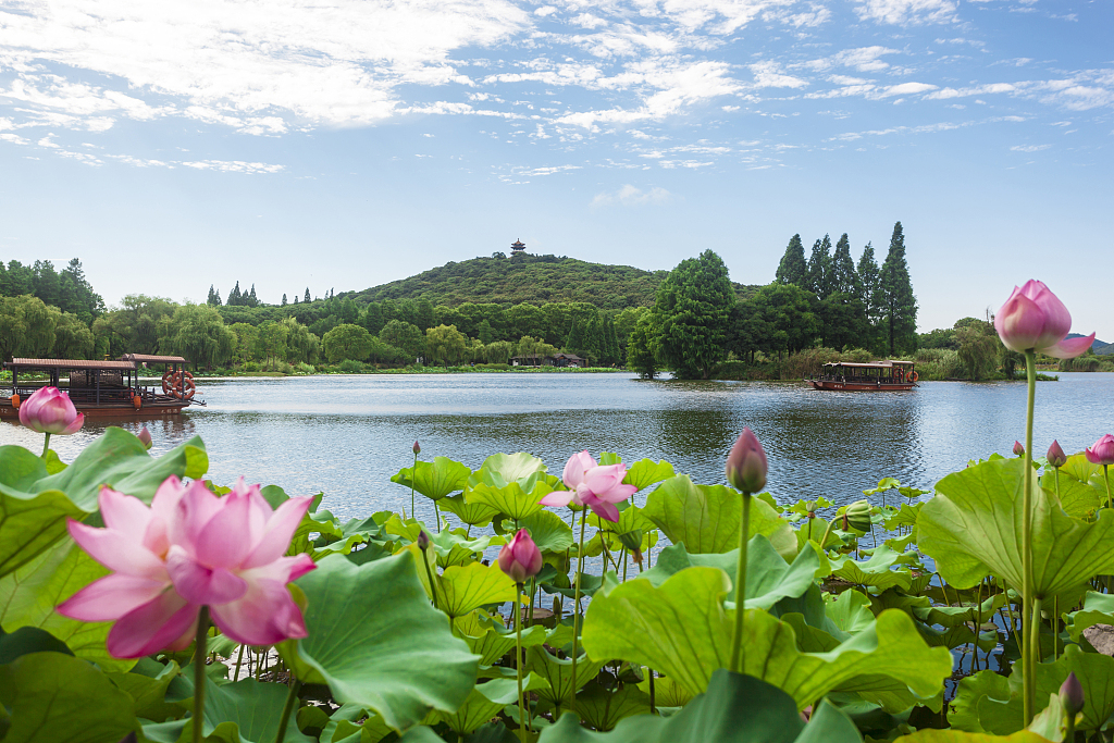 A close-up view of lotus flowers in the Yuantouzhou scenic area, Wuxi, Jiangsu Province, China. /CFP