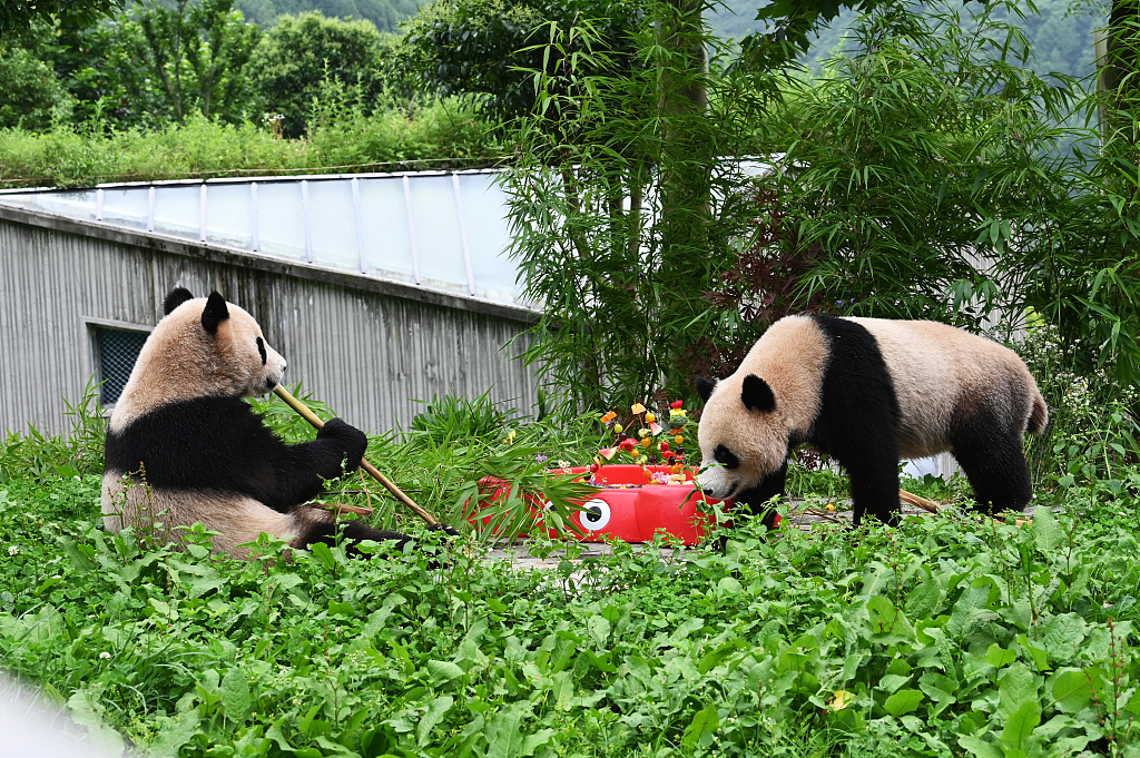 Giant pandas enjoy their birthday treats at the Shenshuping base of China Conservation and Research Center for the Giant Panda in Wolong National Nature Reserve, southwest China's Sichuan Province on July 19, 2024. /CFP