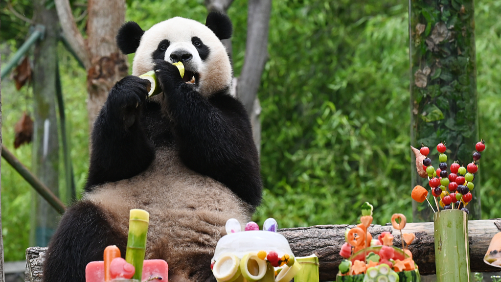 Wolong’s giant pandas celebrate birthday season with joy