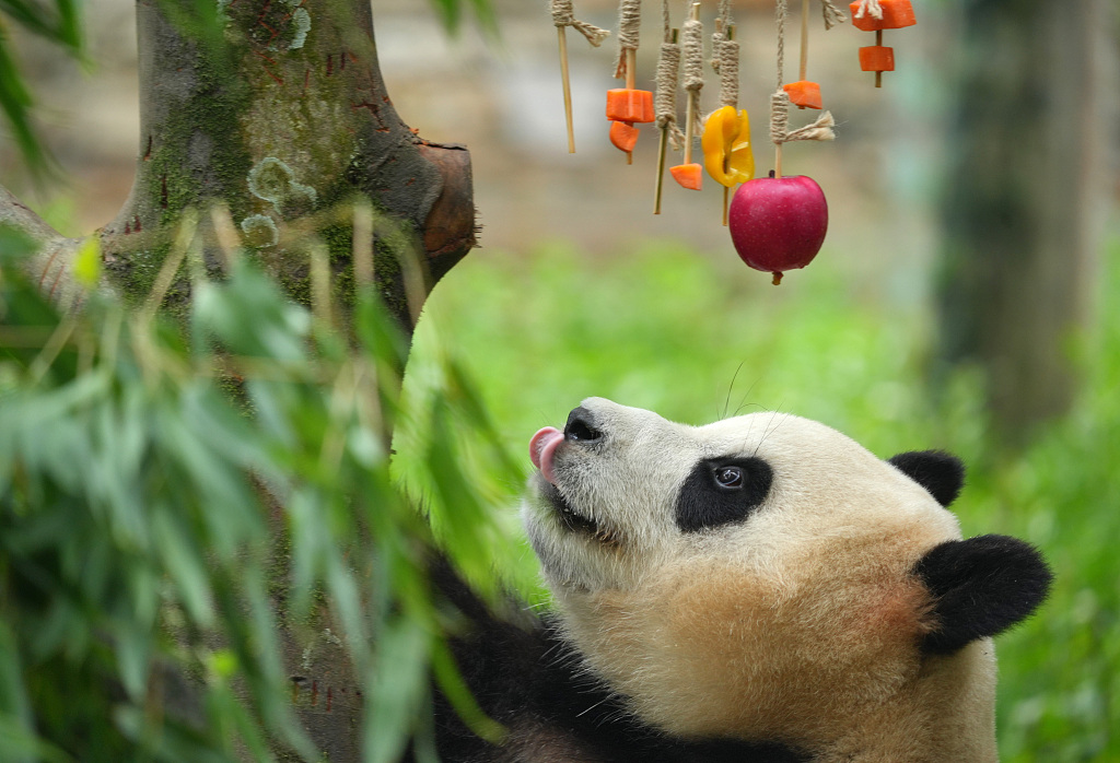 A giant panda enjoys its birthday treat at the Shenshuping base of China Conservation and Research Center for the Giant Panda in Wolong National Nature Reserve, southwest China's Sichuan Province on July 19, 2024. /CFP