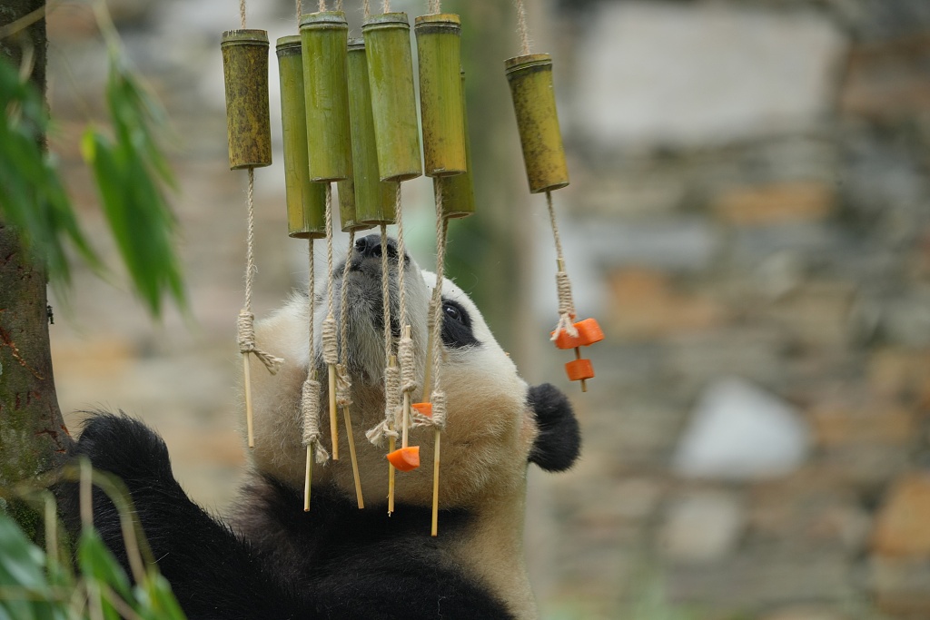 A giant panda enjoys its birthday treat at the Shenshuping base of China Conservation and Research Center for the Giant Panda in Wolong National Nature Reserve, southwest China's Sichuan Province on July 19, 2024. /CFP