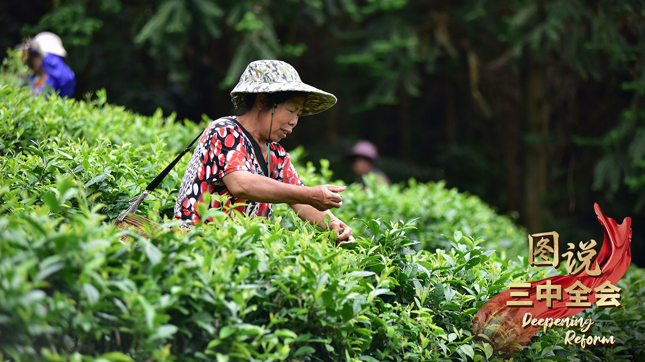 A tea farmer picks tea leaves at a tea garden in Pangu Village in south China's Guangxi Zhuang Autonomous Region, May 21, 2024. /CFP