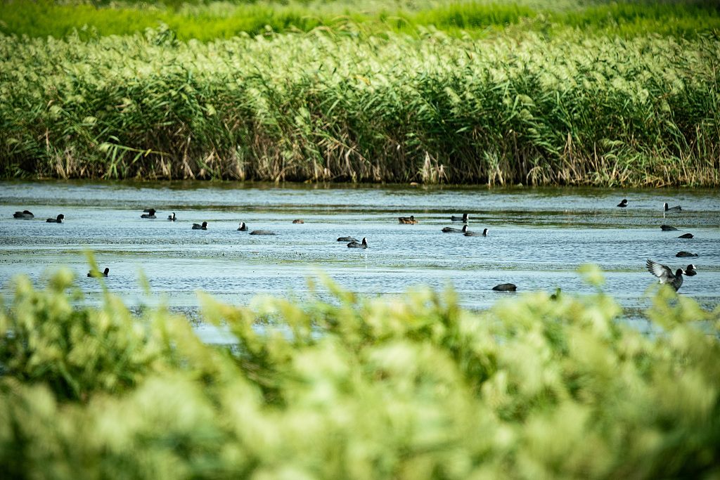 A file photo shows a view of the Shanghai Chongming Dongtan National Nature Reserve. /CFP