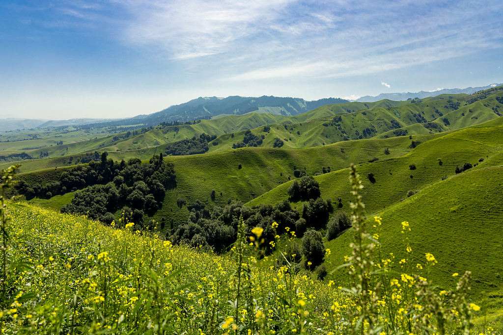 Mountain wildflowers blossom at the Nalati scenic area in Yili Kazakh Autonomous Prefecture, northwest China's Xinjiang Uyghur Autonomous Region on July 18, 2024. /CFP