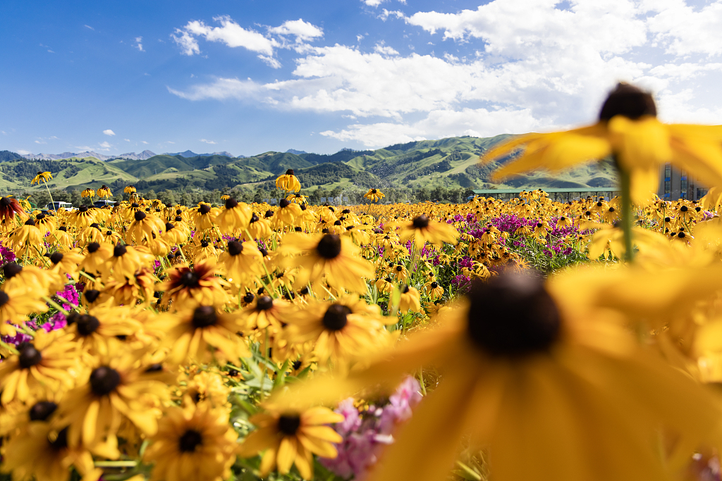 Mountain wildflowers blossom at the Nalati scenic area in Yili Kazakh Autonomous Prefecture, northwest China's Xinjiang Uyghur Autonomous Region on July 18, 2024. /CFP