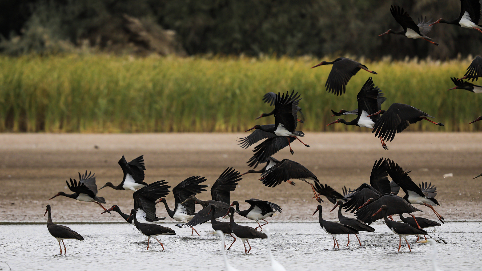 A group of black storks gather at the Heihe Wetland National Nature Reserve in Zhangye, northwest China's Gansu Province, October 5, 2023. /CFP