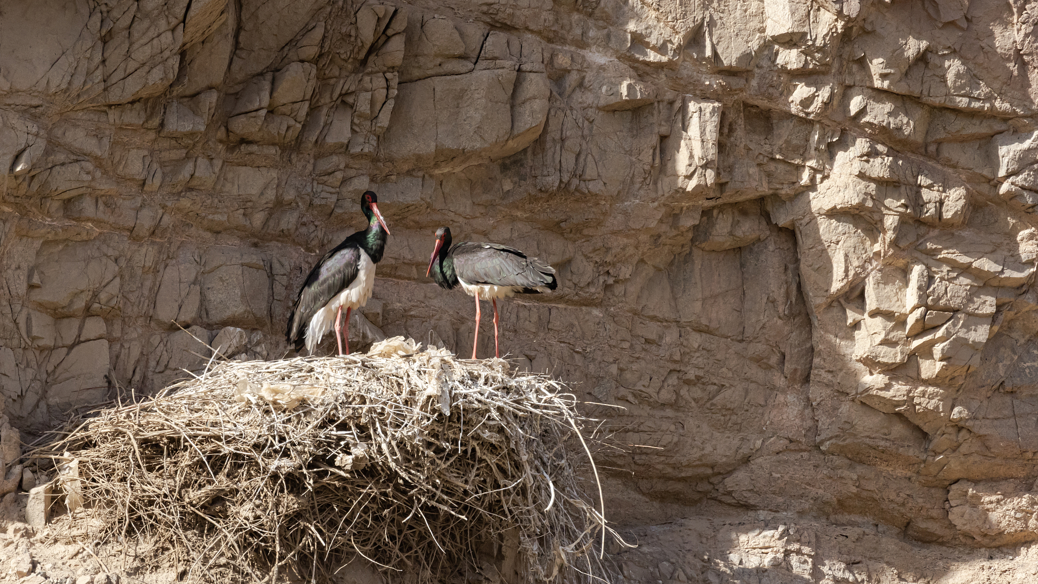 A pair of black storks stand on the nest at the Heihe Wetland National Nature Reserve in Zhangye, northwest China's Gansu Province, March 31, 2024. /CFP