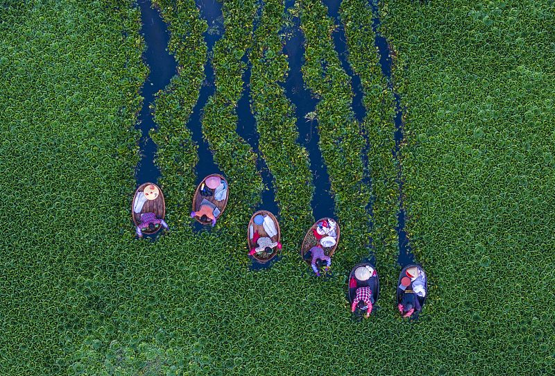 Villagers sit on customized wooden boats and pick water caltrops from the water in Taizhou City, Jiangsu Province, July 22, 2024. /CFP