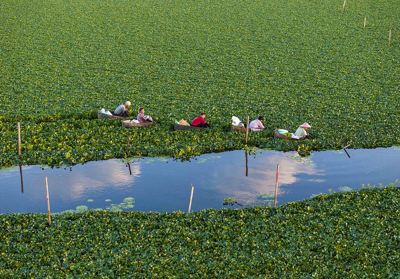 Villagers sit on customized wooden boats and pick water caltrops from the water in Taizhou City, Jiangsu Province, July 22, 2024. /CFP
