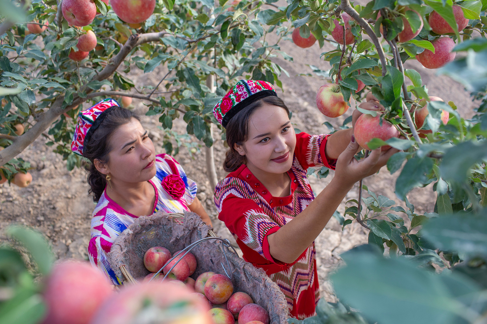 Women pick Fuji apples in Aksu, northwest China's Xinjiang Uygur Autonomous Region. /CFP