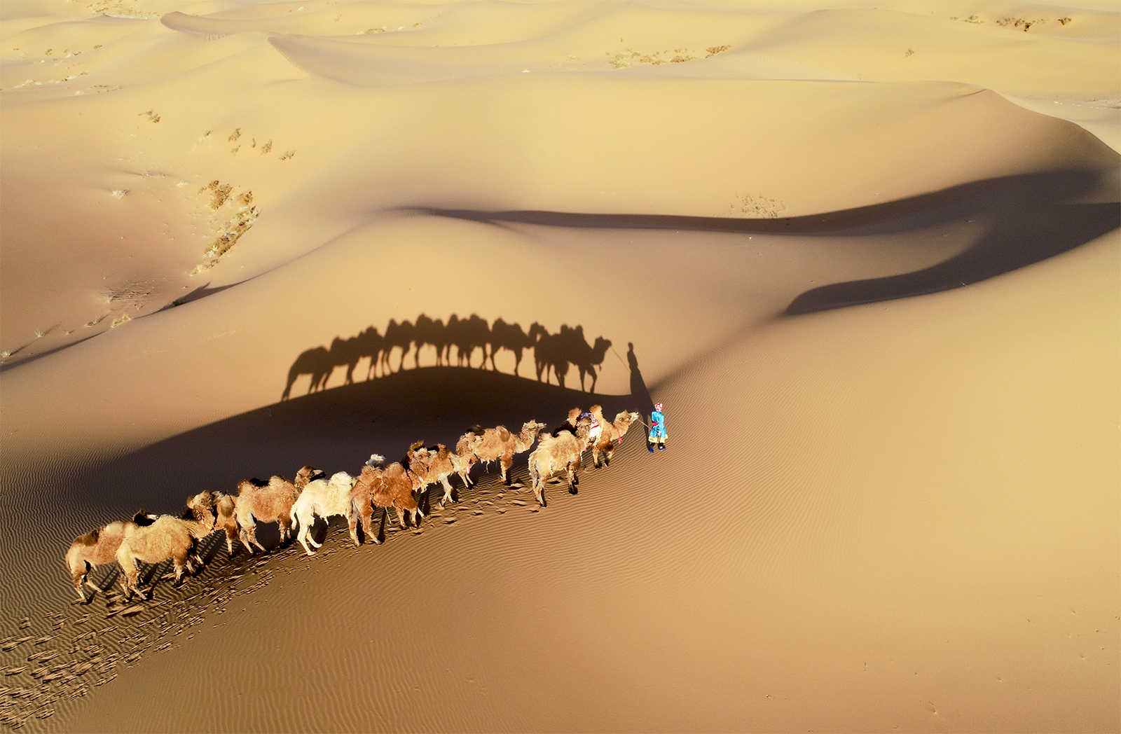 A herder, leading a train of camels, walks in the Badain Jaran Desert in Alxa League, north China's Inner Mongolia Autonomous Region. /IC