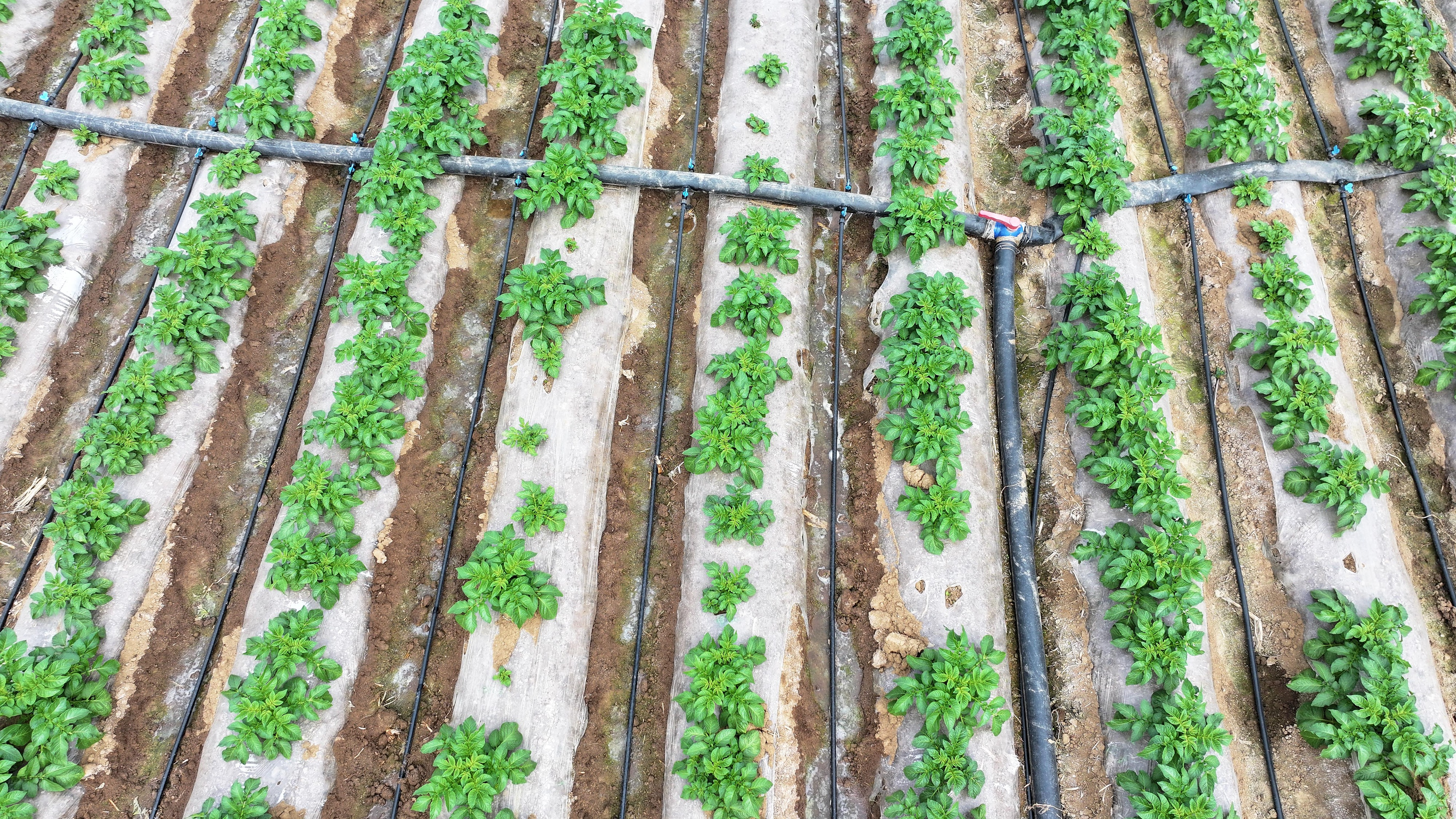 Drip irrigation devices water vegetables in Zaozhuang, east China's Shandong Province, April 10, 2024. /CFP 