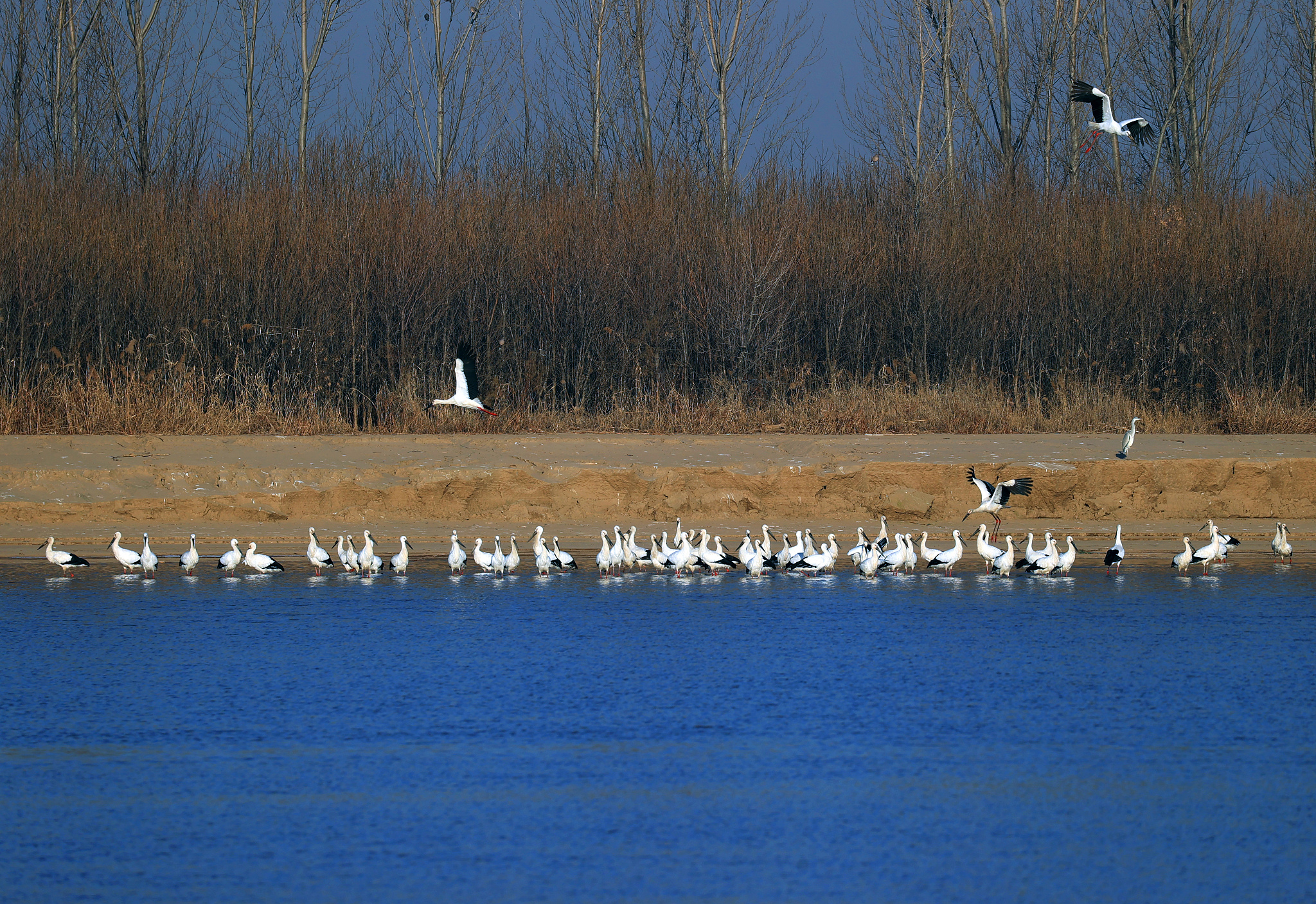 A file photo shows migratory birds in the sanctuary at the mouth of the Yellow River in Dongying, Shandong Province. /CFP