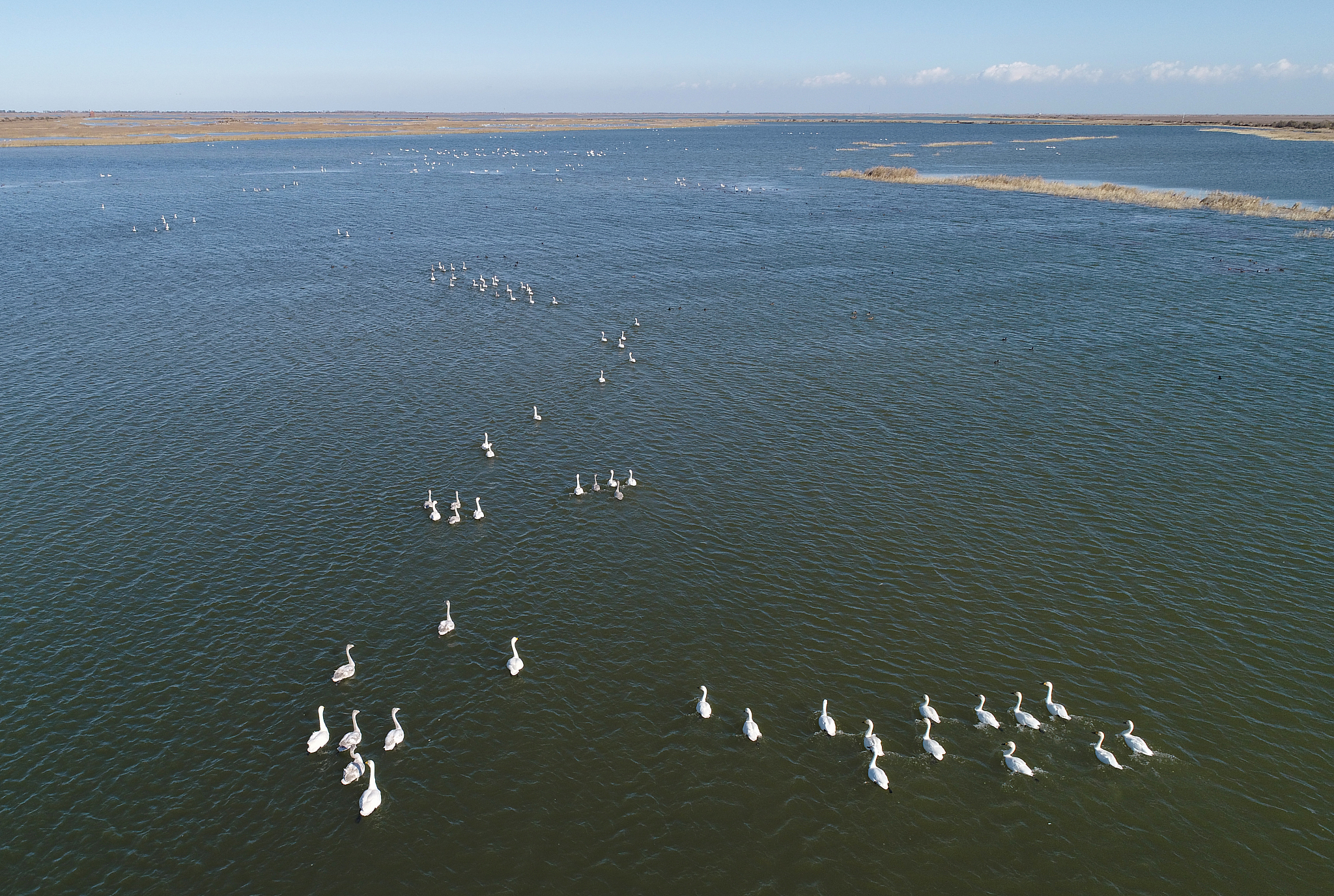 A file photo shows migratory birds in the sanctuary at the mouth of the Yellow River in Dongying, Shandong Province. /CFP