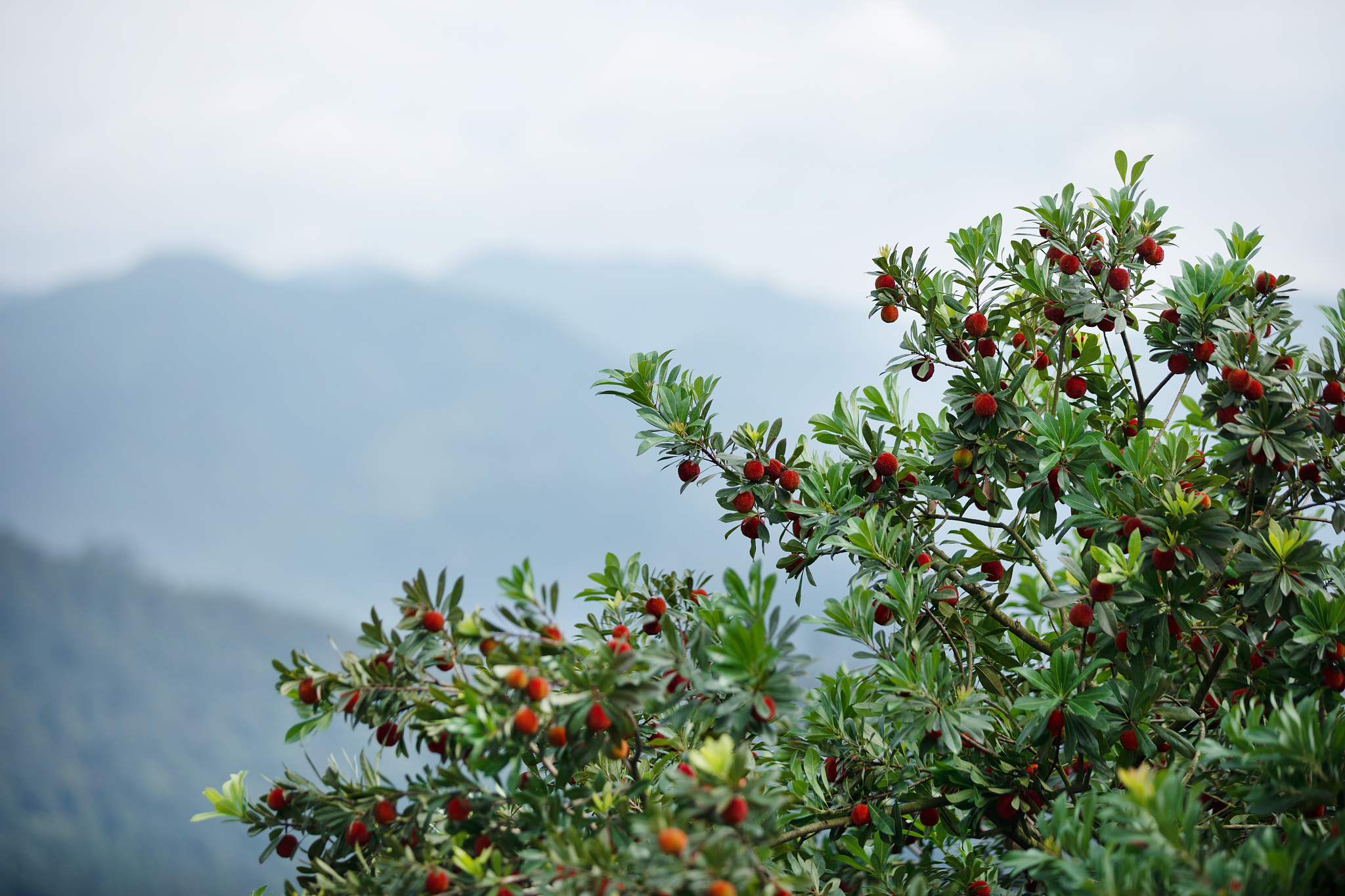 Waxberry tree. /CFP